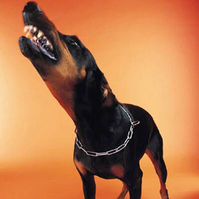 9. - Rottweiler