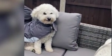 dog grin.png