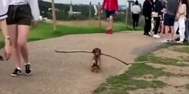 dog social.png