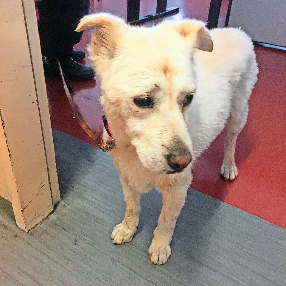 Hund ''Gidosch'' aus Donau gerettet