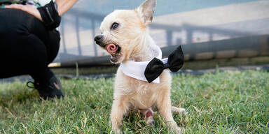 Hunde in Teetassen - niedlicher Trend oder Tierqu&auml;lerei?