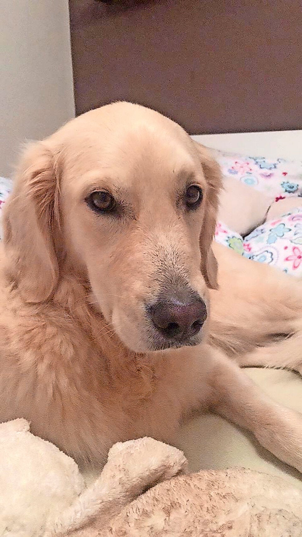 Tierhasser tötet mit Giftködern Hunde in Serie