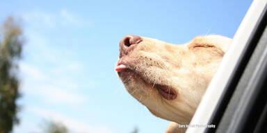 Kopie von Diese Hunde lieben Autofahren!
