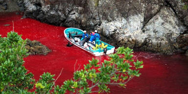 Delfin-Abschlachten hat wieder begonnen