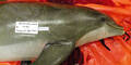Toter Delfin