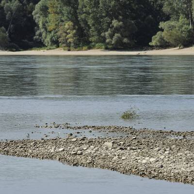 Totes Baby in Donau gefunden