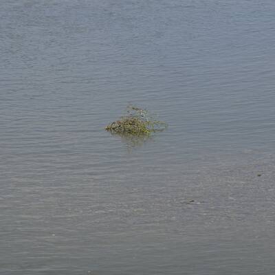 Totes Baby in Donau gefunden