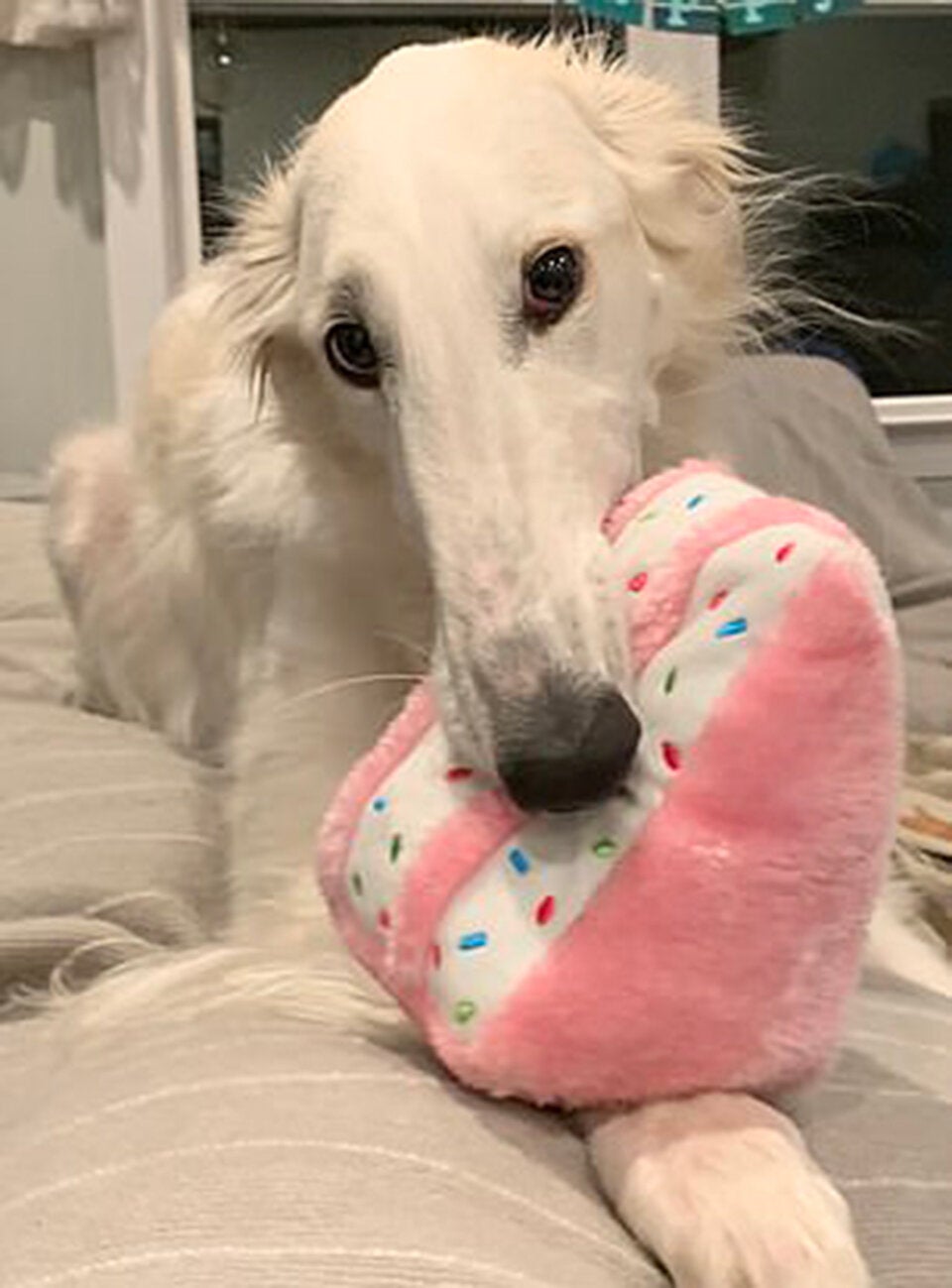 Dieser Hund hat die längste Schnauze der Welt