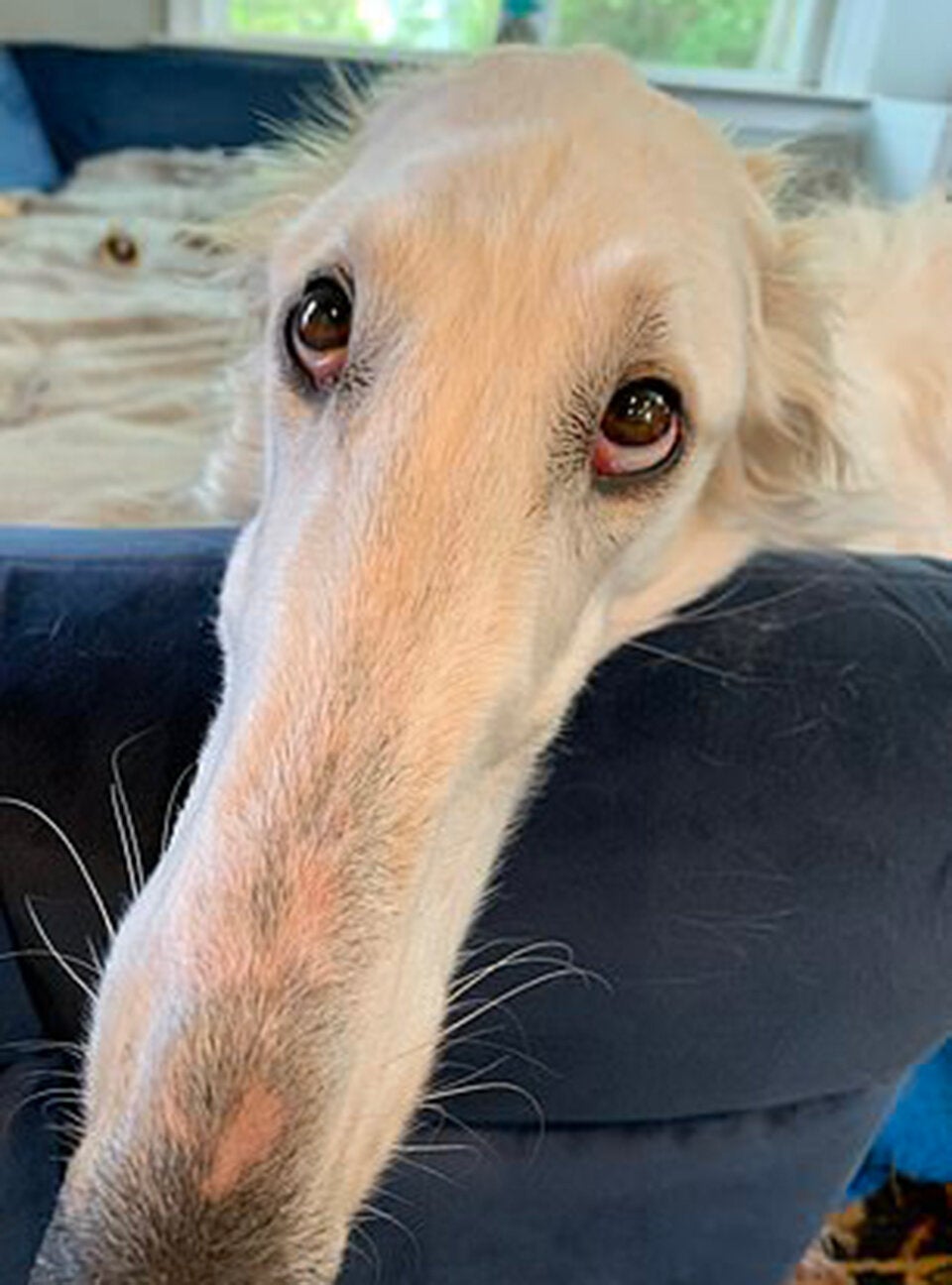 Dieser Hund hat die längste Schnauze der Welt