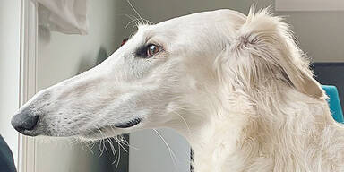 Dieser Hund hat die l&auml;ngste Schnauze der Welt