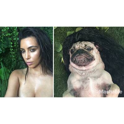 Doug the Pug posiert als Kim Kardashian  