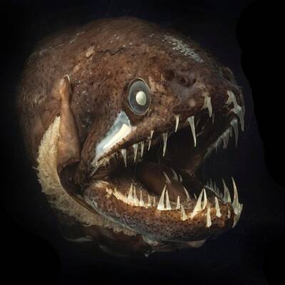 Diese Asseln krabbeln am Meeresboden