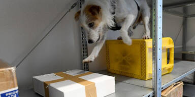 1,5 Kilo Drogen in Post-Paketen entdeckt