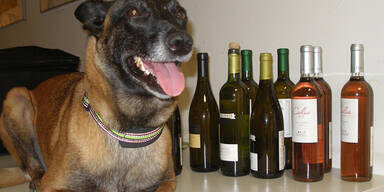 Spürhunde decken Drogenschmuggel auf