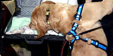 drogenhund_spuerhund_epa