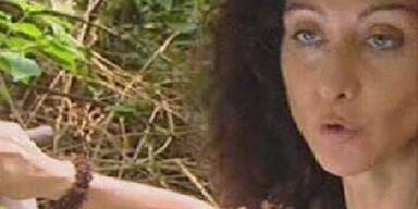 Im Dschungel heißt es ab jetzt: Ösis gegen Piefke!