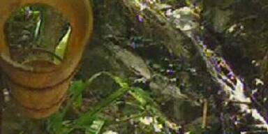 Im Dschungel heißt es ab jetzt: Ösis gegen Piefke!