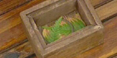 Für Michael ist das Dschungelabenteuer vorbei