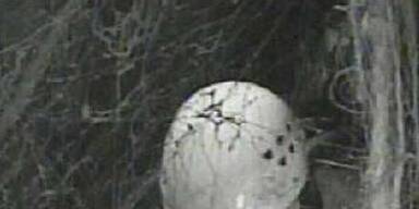 Mausi & Giulia im Knast