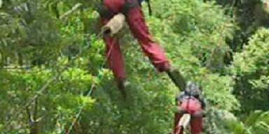 Im Dschungel heißt es ab jetzt: Ösis gegen Piefke!