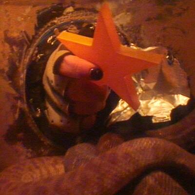 Der zweite Tag im Dschungelcamp