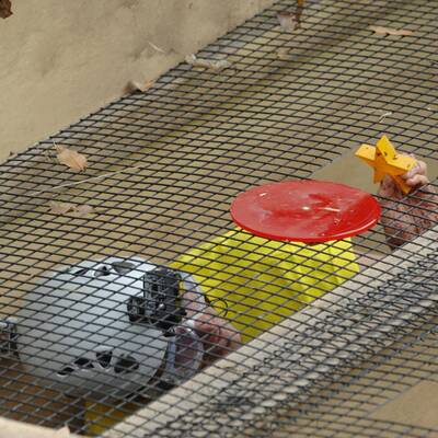 Tag 3 im Dschungelcamp: Alle Bilder