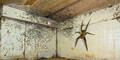 Monster-Spinne im Zimmer schockt Internet