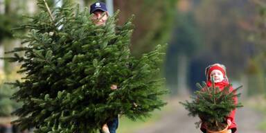 Weihnachtsbaum