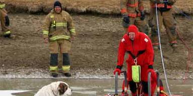 Hund mit Hintern am Eis festgefroren