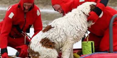 Hund mit Hintern am Eis festgefroren