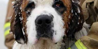 Hund mit Hintern am Eis festgefroren