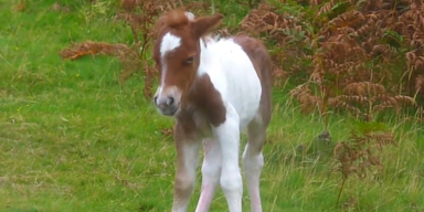 dummy foal (2).png