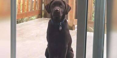 Labrador Welpe TikTok