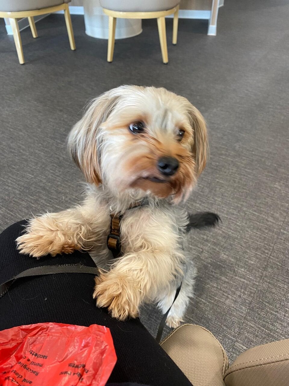 Hund Nano Pottendorf NÖ