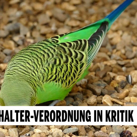 Neue Tierhalter-Verordnung in Kritik