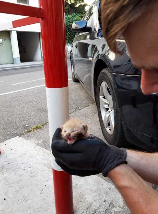 Wiener Pannenhelfer retteten Babykätzchen aus Motorraum