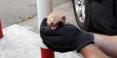 Wiener Pannenhelfer retteten Babyk&auml;tzchen aus Motorraum