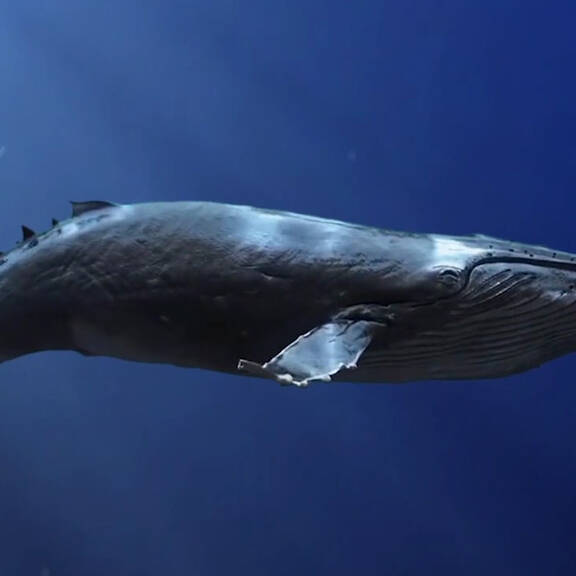 Tierschutz und ihre zahlreichen Erfolge