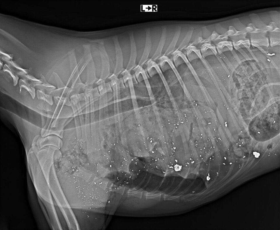 Jäger erschießt Border Collie