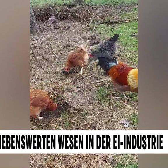 Oster: Die lebenswerten Wesen in der Ei-Industrie