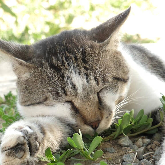 Haustierabschuss: 20.000 Menschen fordern Novelle