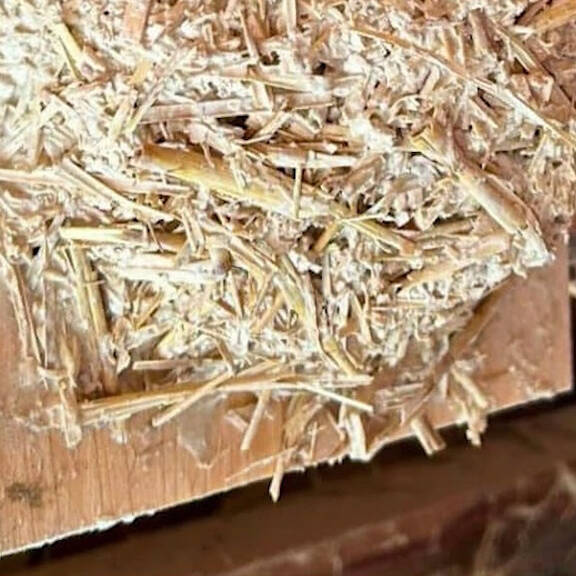 Rückblick: Schwalbenrettung mit großer Wirkung