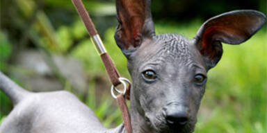 Peruanischer Nackthund wird 