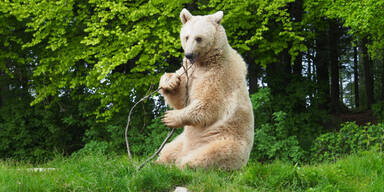 Drama um Bär "Eddie" in Arbesbach