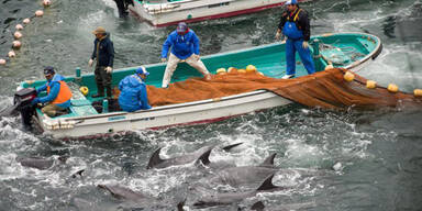Japan schlachtet wieder Delfine ab