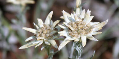 Edelweiß / Edelweiss