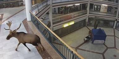 Plötzlich taucht Kult-Elch Emil in der Lugner-City auf