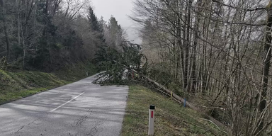 ehepaar baum.png