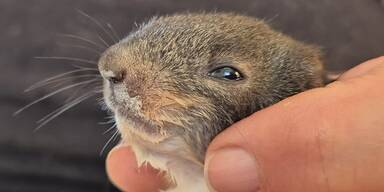 Das Eichhörnchen wurde gerettet.