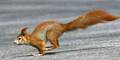 eichhörnchen